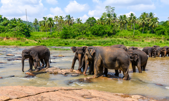 威爾帕圖國家公園Wilpattu National Park